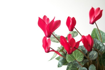 赤いシクラメンの花 - Beautiful red cyclamen flowers