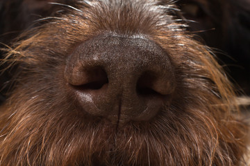 the big brown dog nose