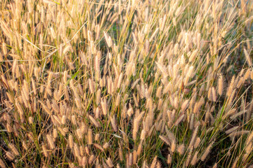 Natural scenery,road 