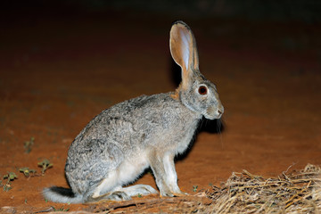 Alert scrub hare © EcoView