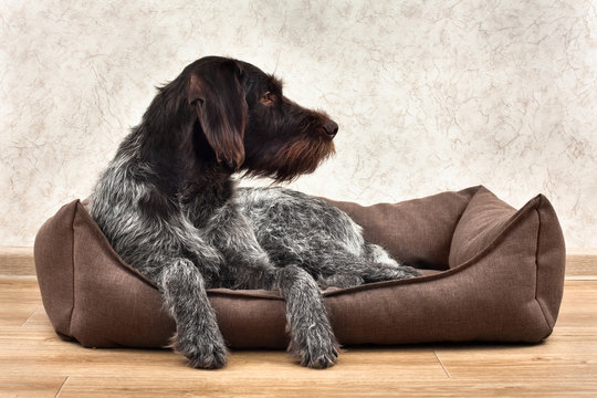 the hunting dog lying in a dog bed