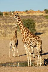 Giraffes at a waterhole