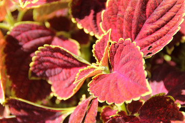 Red Coleus plant with yellow edges closeup on a flower bed, view from above use for herb