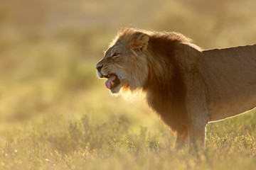 Male African lion at sunrise