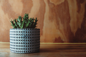 Small Cactus Tree in Pot Decorated on Wooden Table. Closeup Detail for Contemporary Decoration Design