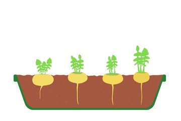 Turnips (Brassica rapa) in the tray open wiew vector illustration eps