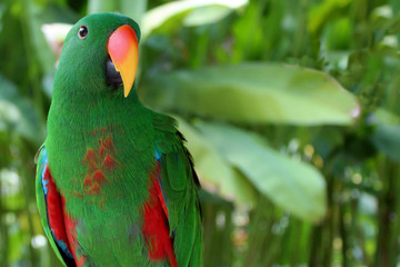 colorful parrot