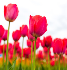 Pink tulips in the park as background
