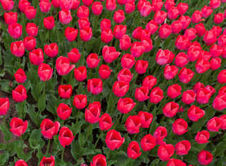 Pink tulips in the park as background