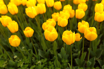 Yellow tulips in the park as background