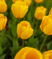 Fototapeta premium Yellow tulips in the park as background