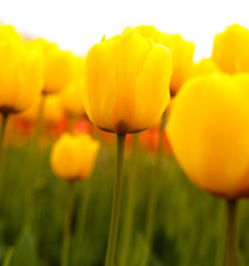 Yellow tulips in the park as background