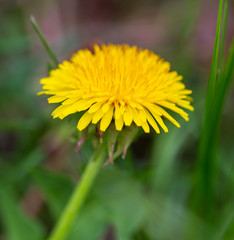 Yellow dandelion flowers in the park