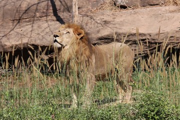 Lion,  be animal that like to eat the meat,  see it in KHON KAEN zoo at KHON KAEN province THAILAND.  