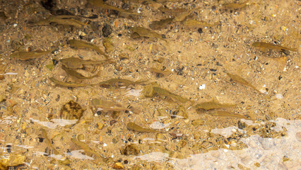 Fish under the water as a background