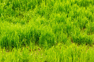 Green grass on nature as background