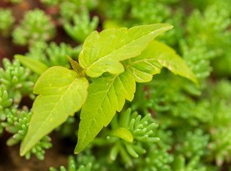 Tree sprout grows in moss