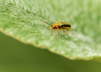Little yellow beetle on a green leaf. Macro