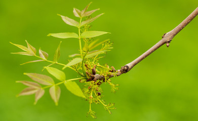 Young green leaves on a tree in spring