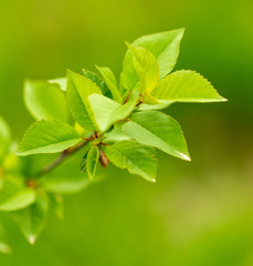 Young green leaves on a tree in spring