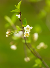 Flowers on the branches of cherry in spring