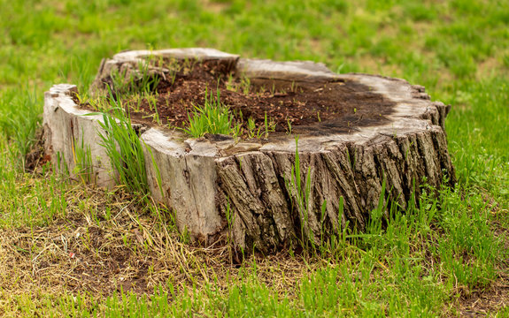 Old tree stump in nature
