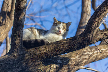 The cat climbed a tree