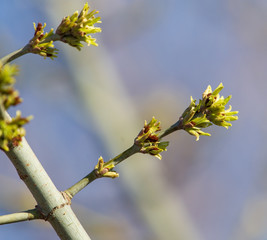 Blooming on maple branches in spring