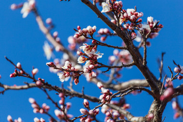 Red flowers on apricot branches in spring
