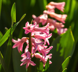 Small pink flower in nature