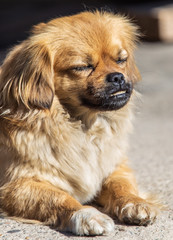 Portrait of a sleeping red dog