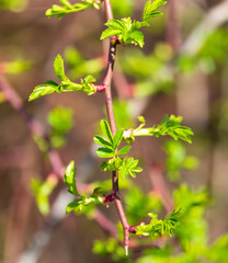 Young green leaves on a tree in spring