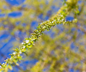 Blooming on willow branches in spring