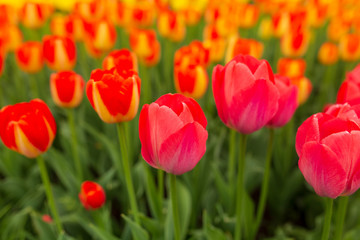Multicolored tulips in the park as a background