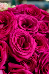 closeup of fresh red and pink roses
