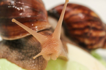 Achatina snai