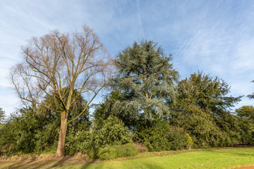 Trees in park