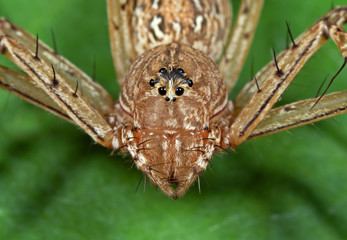 Macro Photo of Head of Spider on Green Leaf