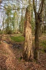 Old dead trunk of beech covered with holes made my woodpeckers 