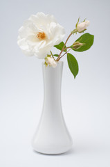 Weiße rose weiße vase
