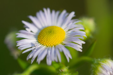 Obraz premium Gänzeblümchen macro 