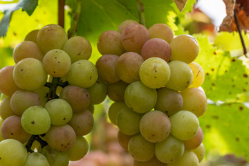 Grape tree and fruit, on the branch, Beginning ripe