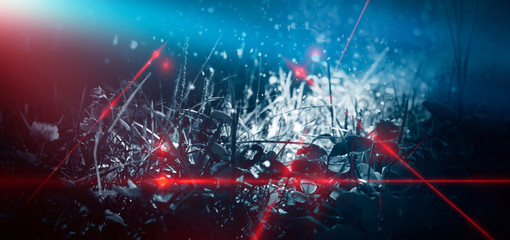 Laser beams of red color against the background of night nature, grass, moonlight. Natural abstraction, dark, night view.