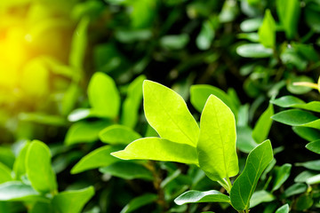 Closeup of nature leaves green blur. In the spring Under the morning light. Use as background and wallpapers.