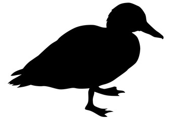 Wild ducks flock on white background