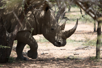 Fototapeta premium Rhino South Africa Africa