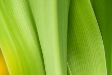 Closeup of nature leaves green blur. In the spring Under the morning light. Use as background and wallpapers.