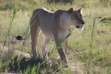 Lion Africa 