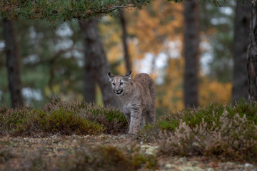 Cougar (Puma concolor), also commonly known as the mountain lion, puma, panther, or catamount. is the greatest of any large wild terrestrial mammal in the western hemisphere.