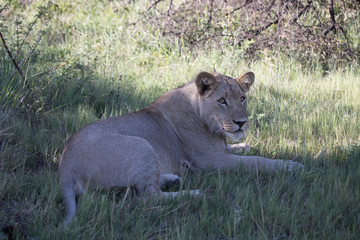 Lion Africa 